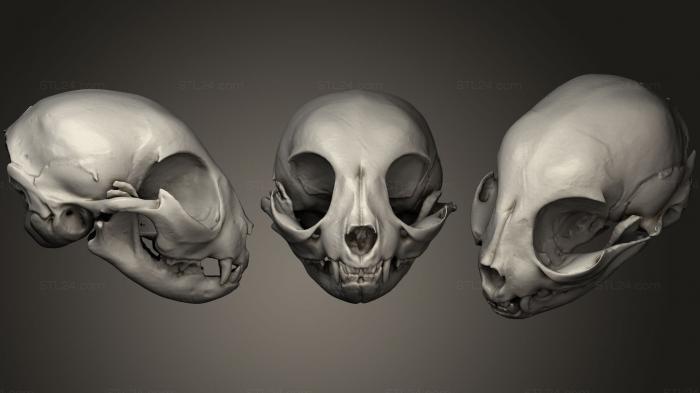 Анатомия скелеты и черепа (Черепа животных 028, ANTM_0235) 3D модель для ЧПУ станка